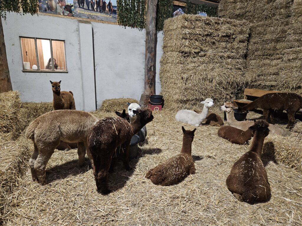 Een groep nieuwsgierige alpaca's ontspant in de stal van een alpacaboerderij in Friesland.