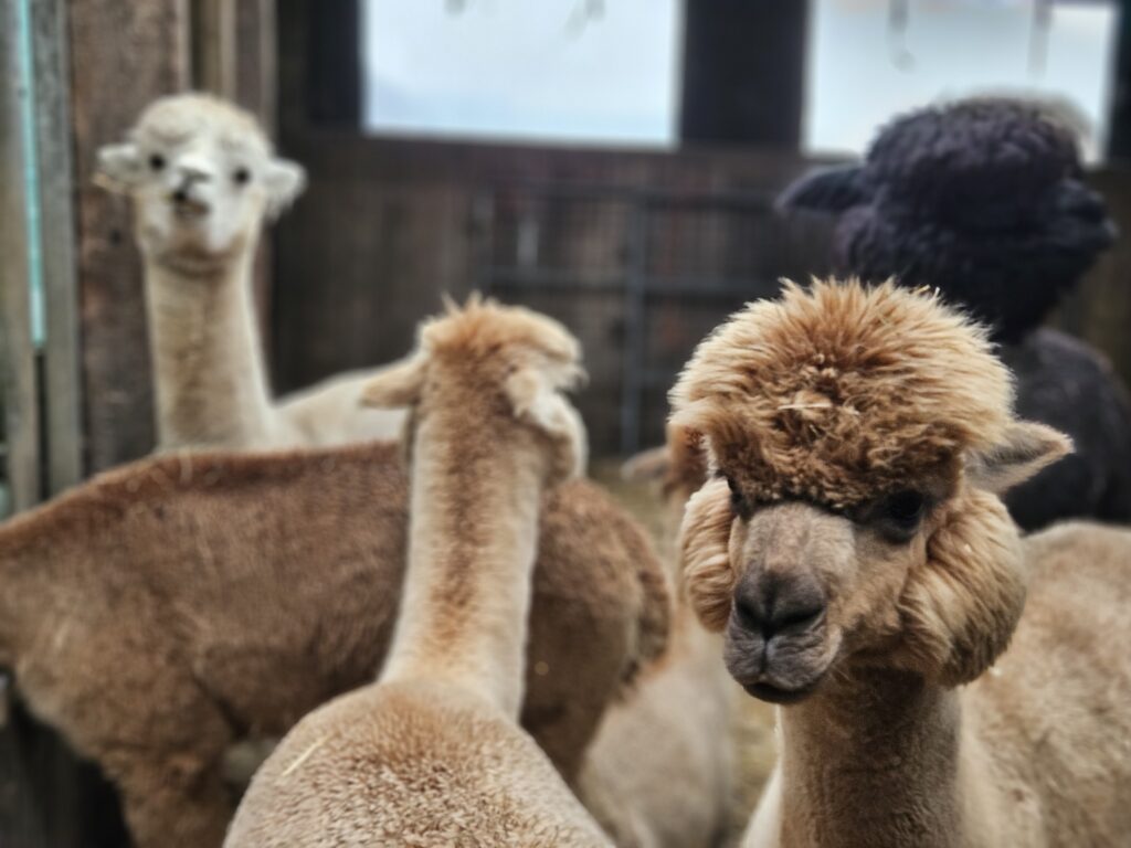Nieuwsgierige alpaca's kijken aandachtig naar bezoekers in een Friese alpacaboerderij.