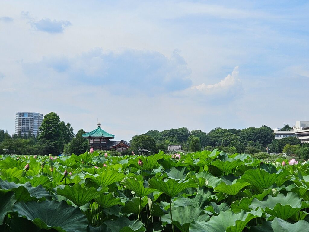 Lotusplanten in Shinobazu Pond met de Bentendō-tempel in Ueno, Tokyo
